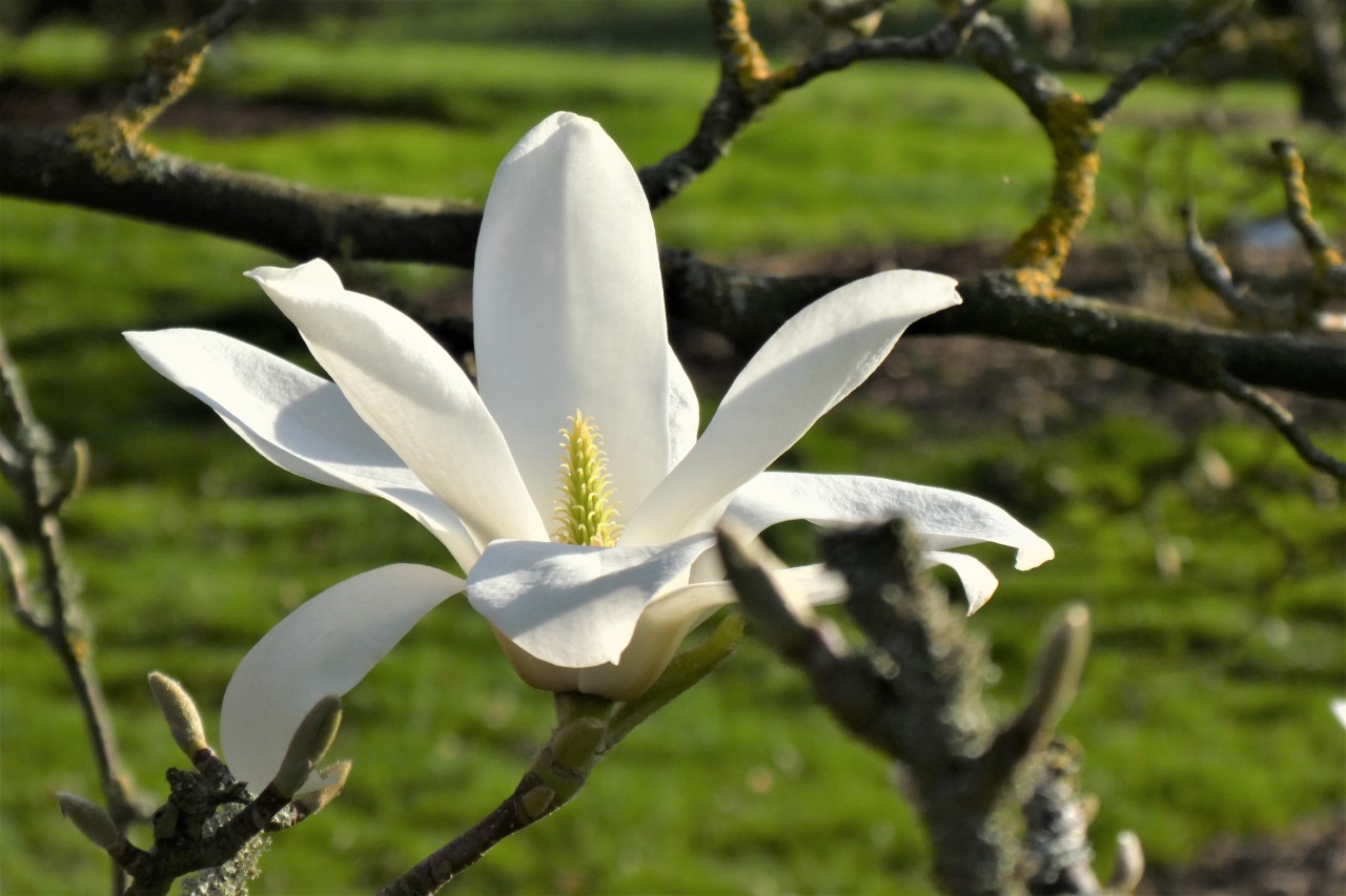 magnolia denudata